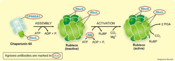 Agrisera專業(yè)經(jīng)典RUBISCO/Carbon metabolism抗體